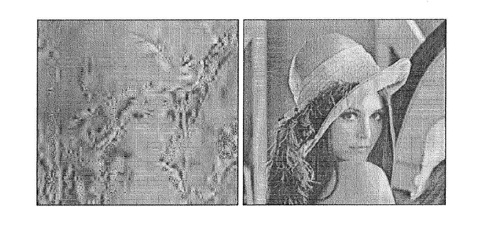 System and methods of compressed sensing as applied to computer graphics and computer imaging