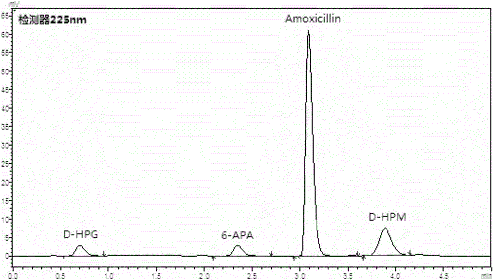 Penicillin G acylase mutant for synthesis and application thereof in preparation of amoxicillin