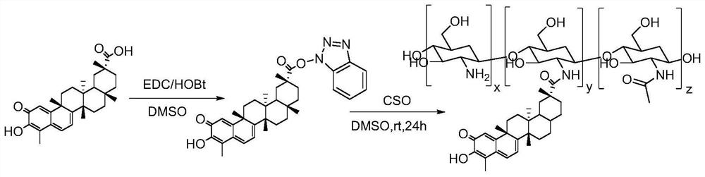 Preparation method and use of tripterine-chitosan oligosaccharide coupled drug