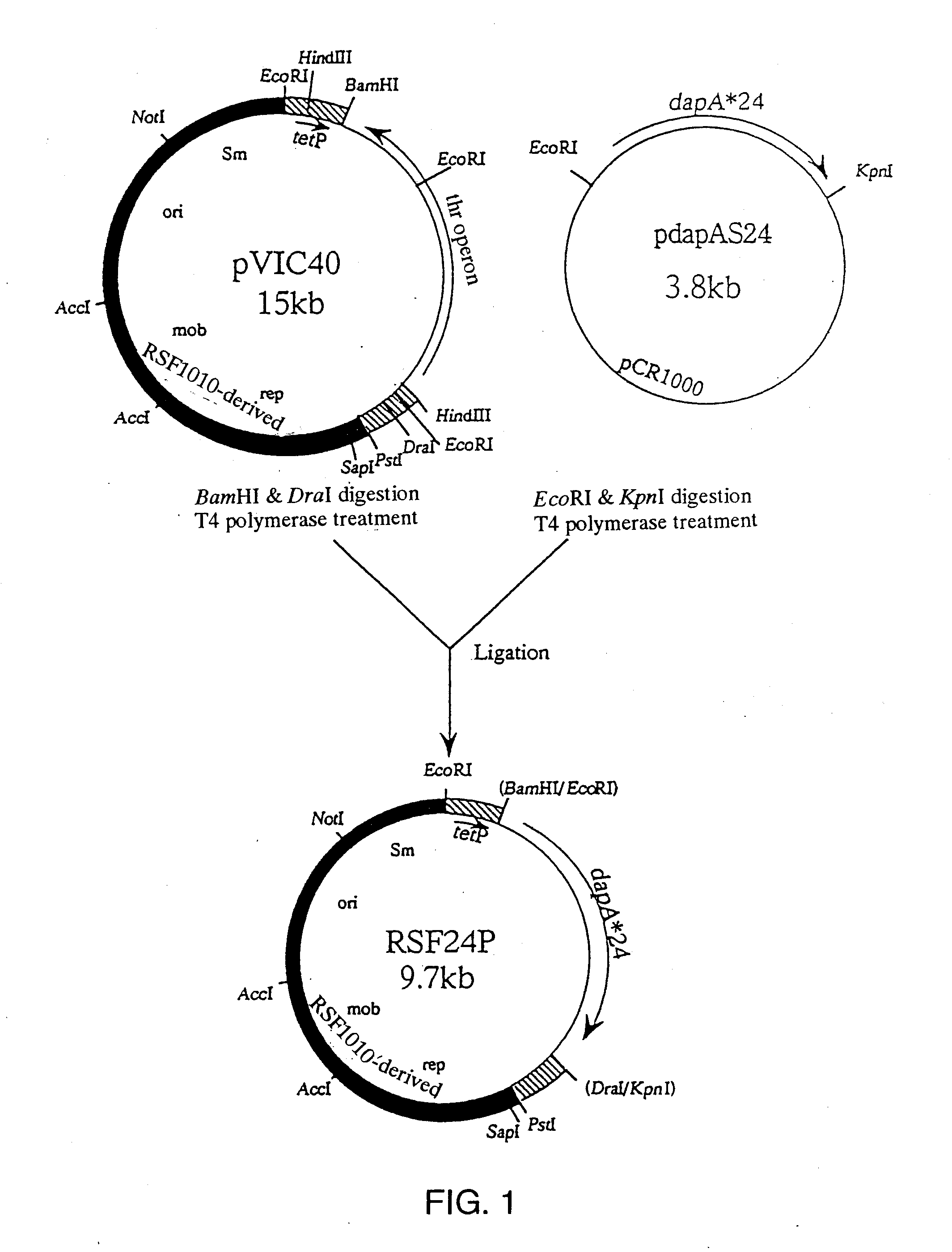 L-Amino Acid-Producing Bacterium and Method for Producing L-Amino Acid