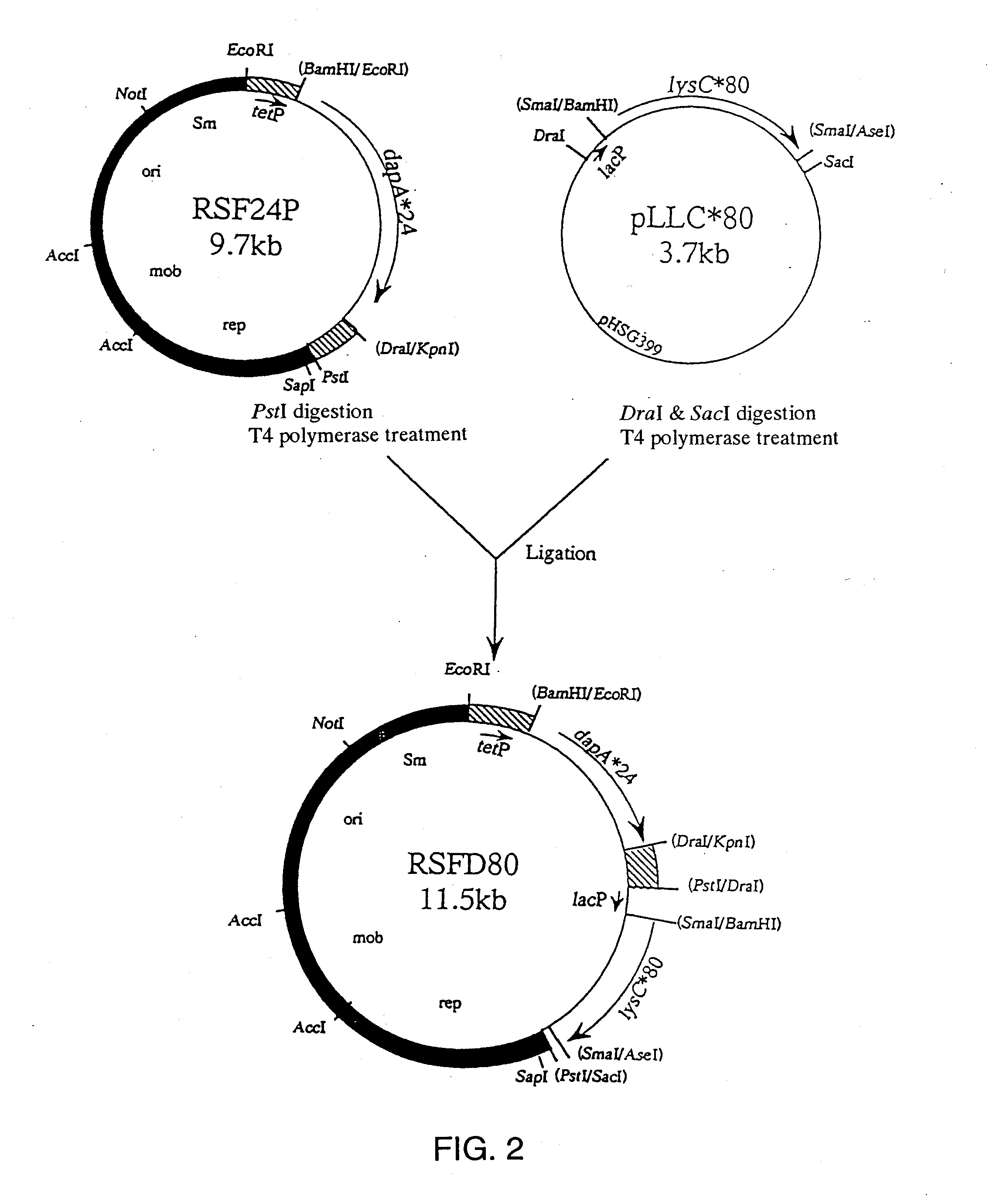 L-Amino Acid-Producing Bacterium and Method for Producing L-Amino Acid