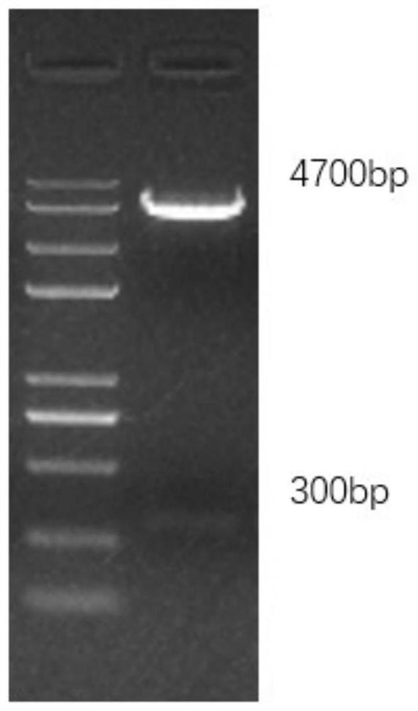 Application of poultry-derived chemotactic factor CCL19 in preparation of antiviral product