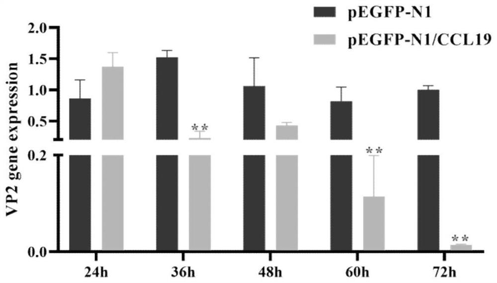 Application of poultry-derived chemotactic factor CCL19 in preparation of antiviral product