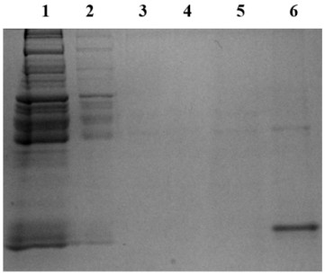 Method for enriching sulfydryl nitroso protein in serum