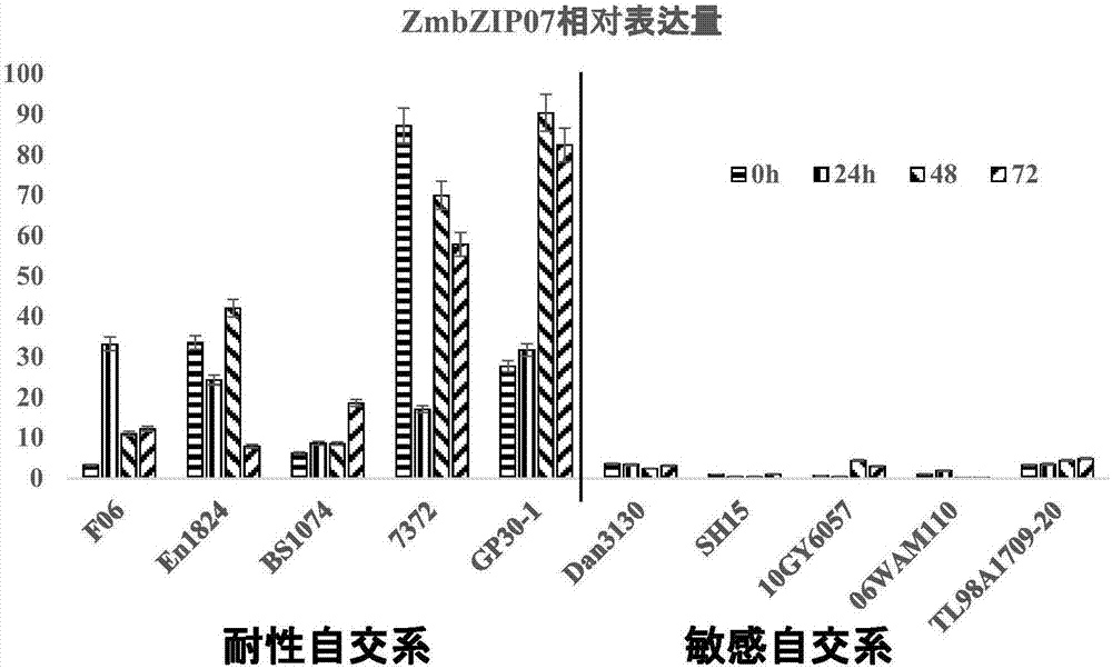 Application of corn ZmbZIP107 gene in cultivation of lead stress-resistant plants