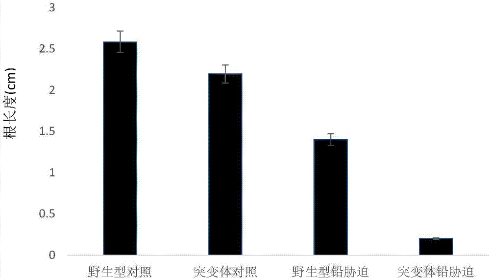 Application of corn ZmbZIP107 gene in cultivation of lead stress-resistant plants