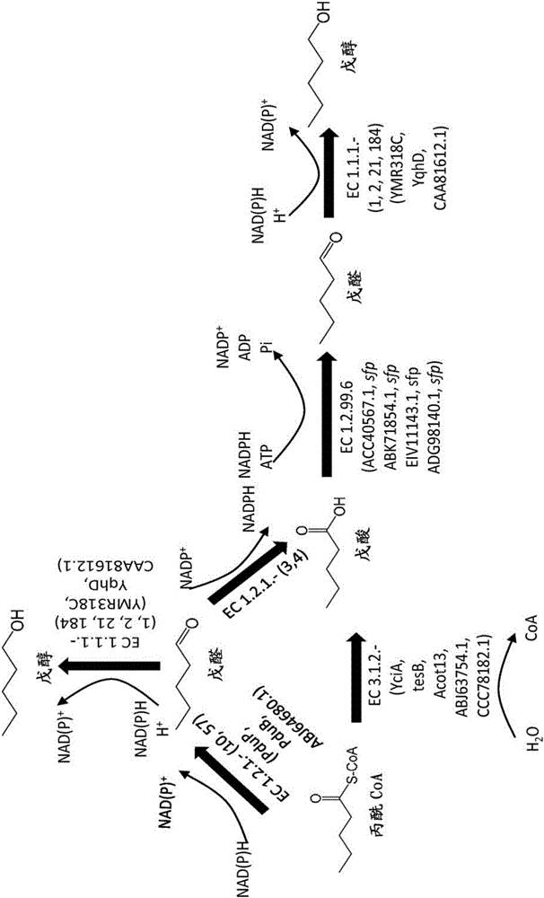 Methods, reagents and cells for biosynthesizing compounds