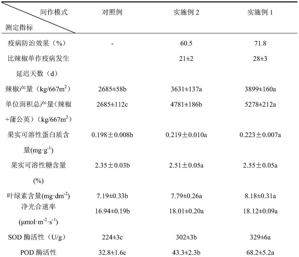 Ecological cultivation method for preventing and controlling pepper phytophthora blight and improving quality and efficiency by utilizing dandelion planting