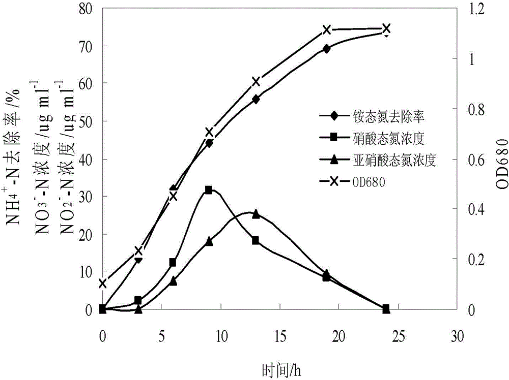 Heterotrophic nitrification-aerobic denitrification Pseudomonas mendoza and its cultivation and application