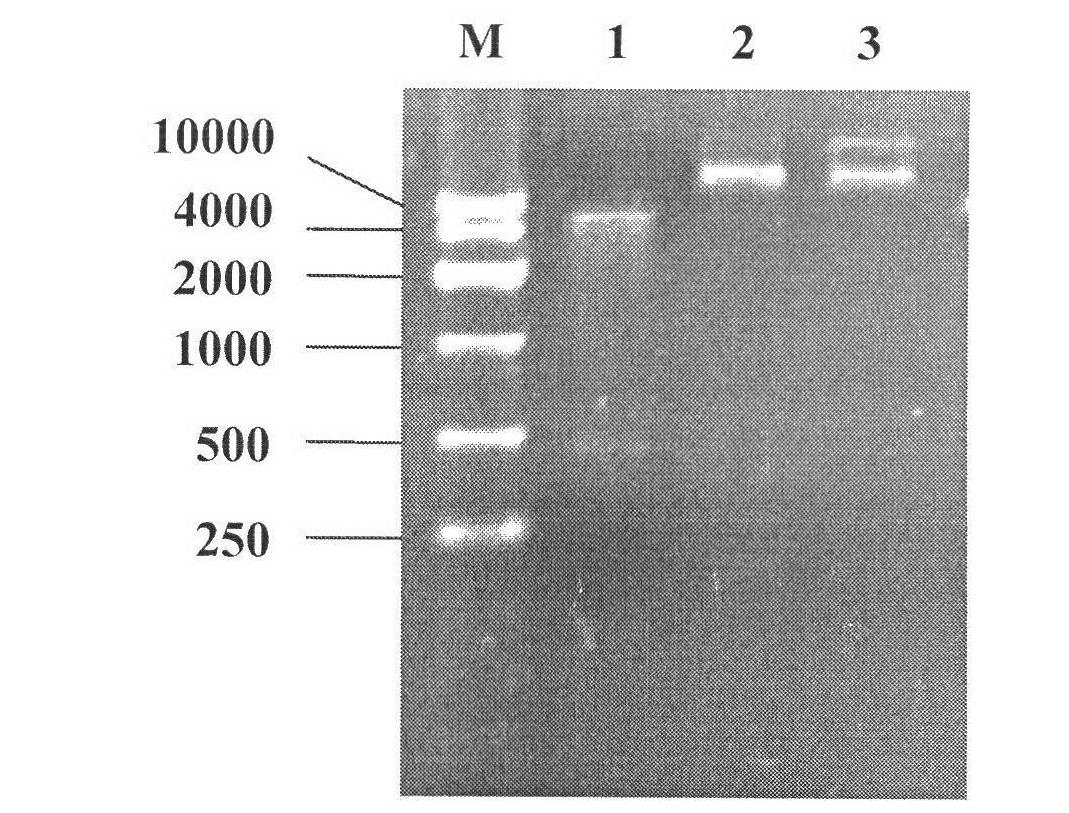 Engineered Escherichia coli and method for producing chondroitin