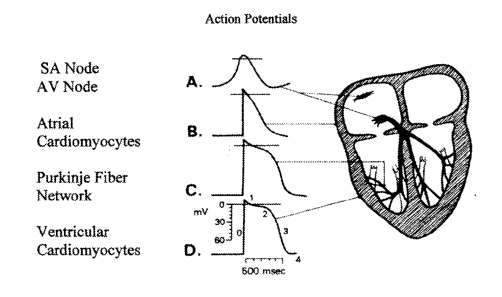 Cardiac Conduction System Cells and Uses Thereof