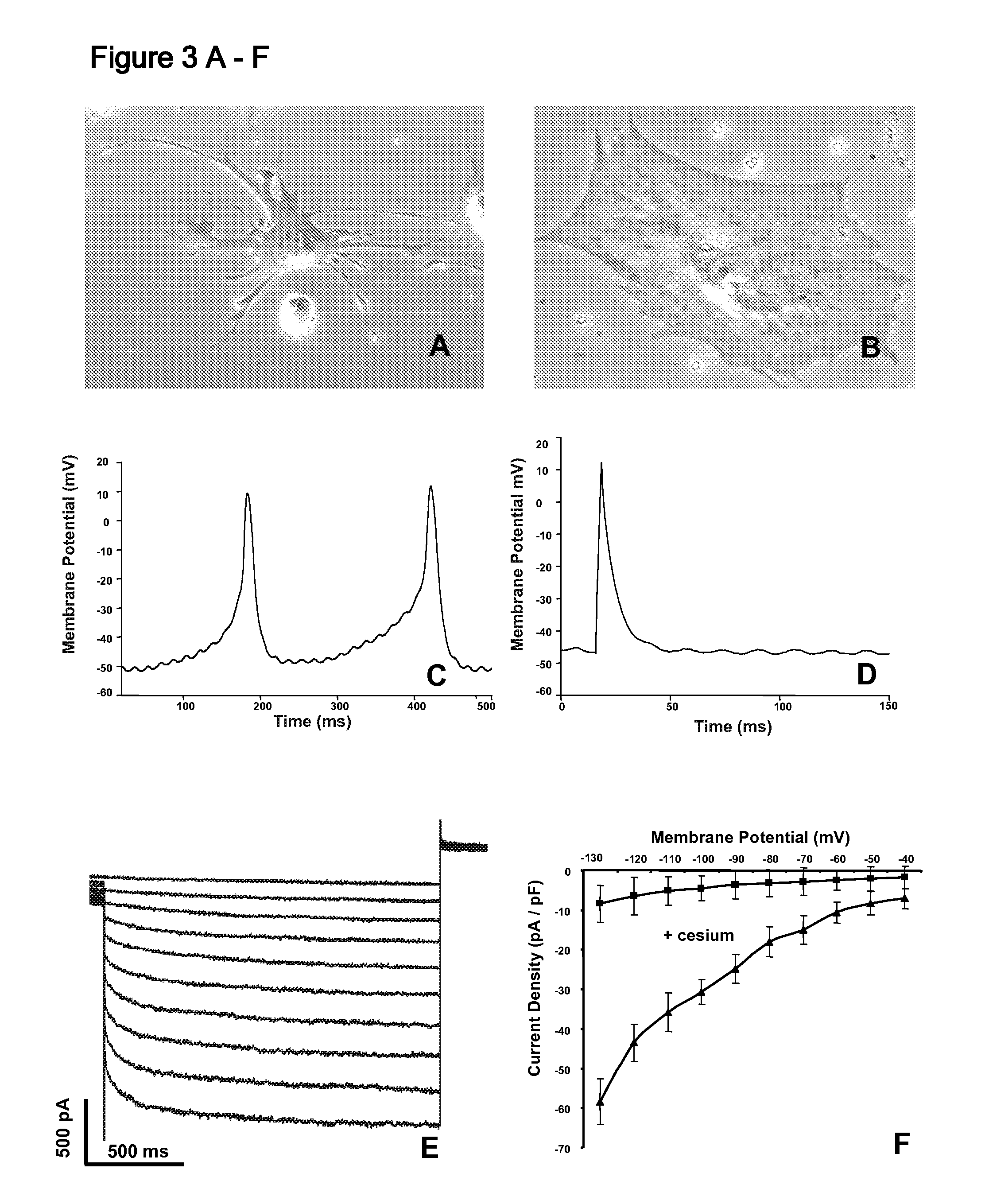 Cardiac Conduction System Cells and Uses Thereof