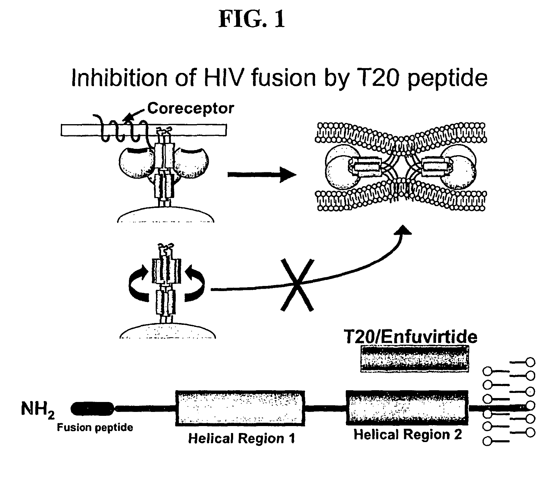 Inhibition of membrane fusion proteins