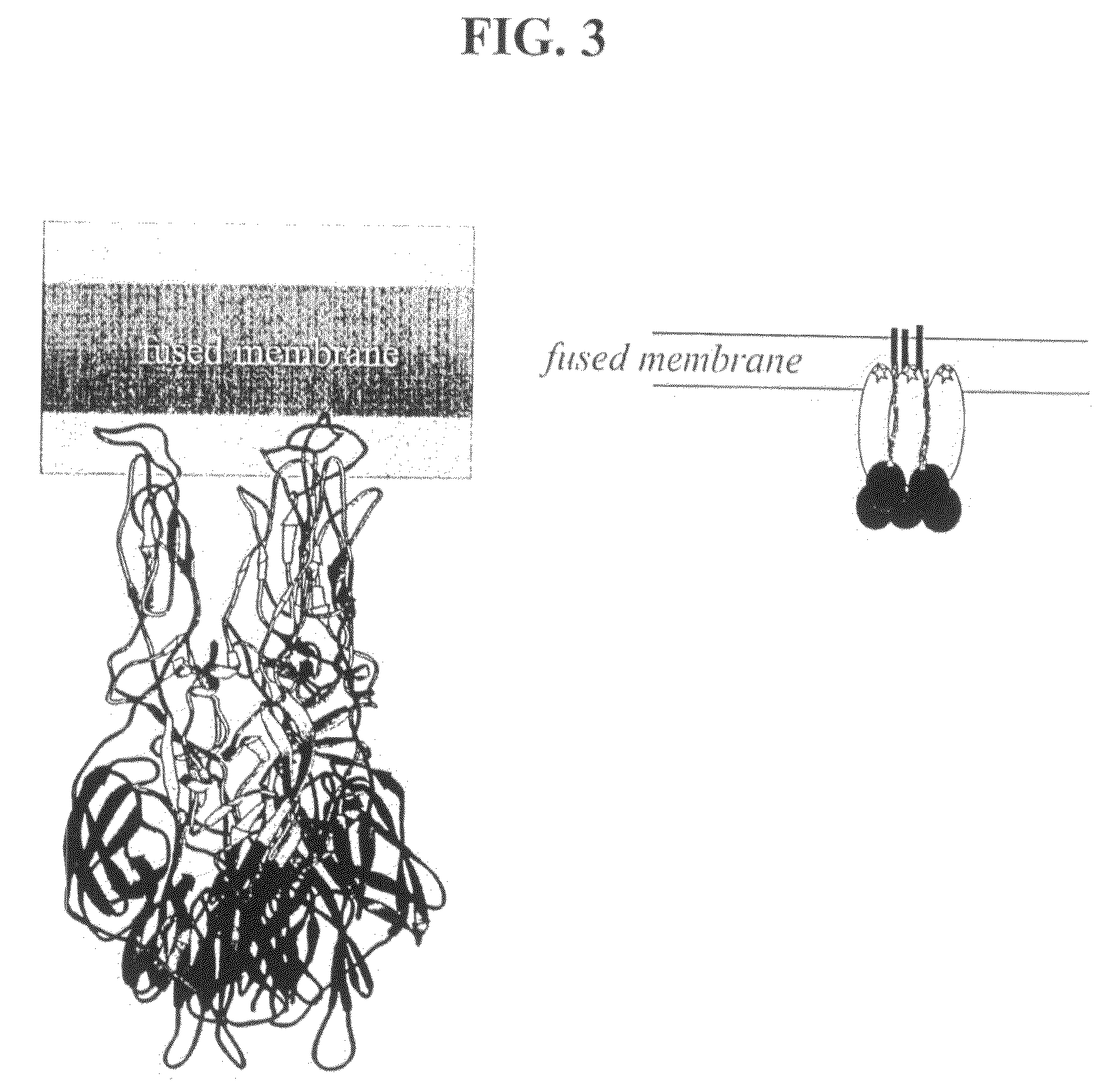 Inhibition of membrane fusion proteins