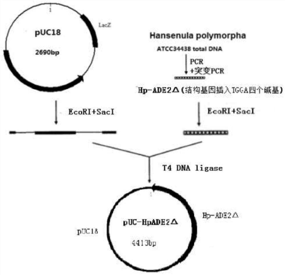 A double-plasmid co-transformation genetically engineered bacteria with high expression of exogenous gene