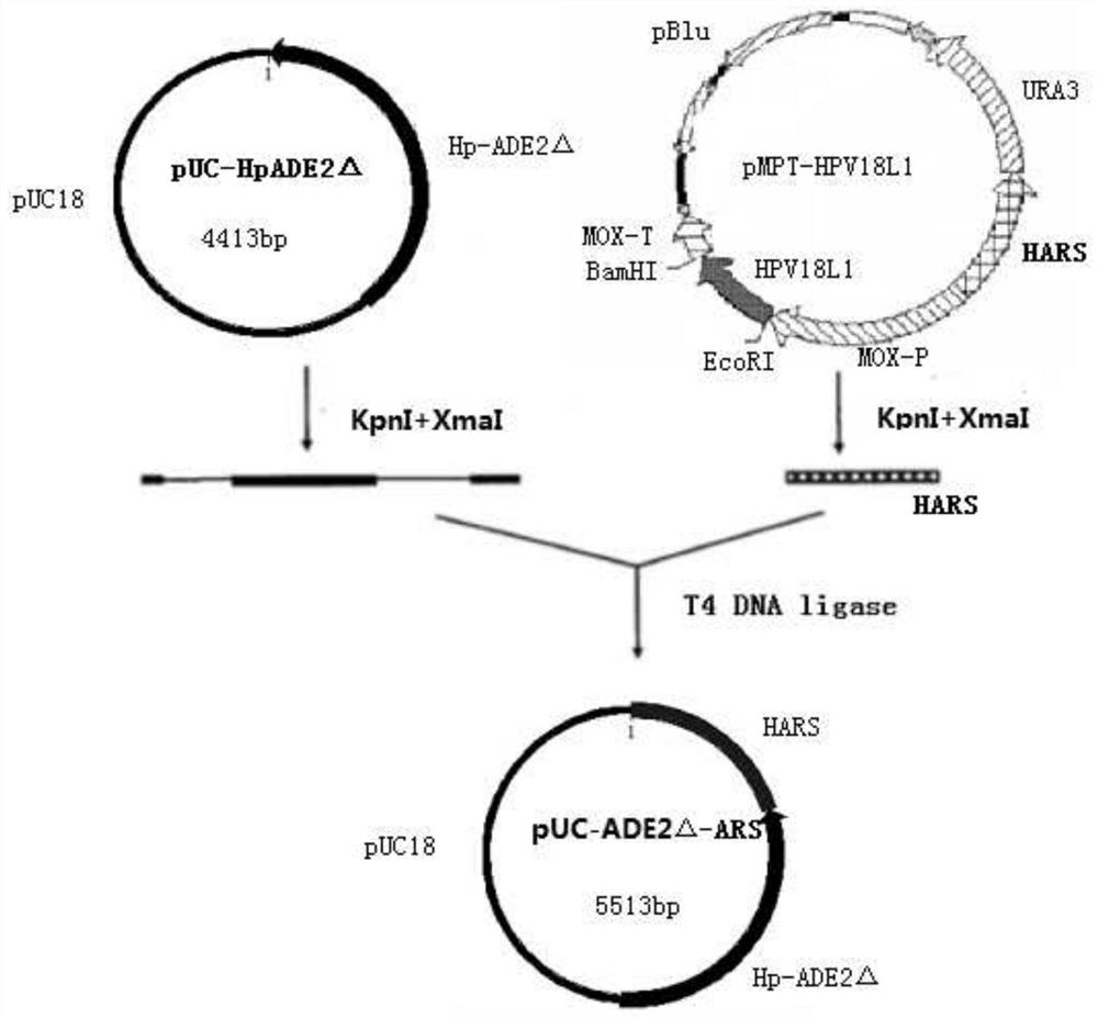 A double-plasmid co-transformation genetically engineered bacteria with high expression of exogenous gene