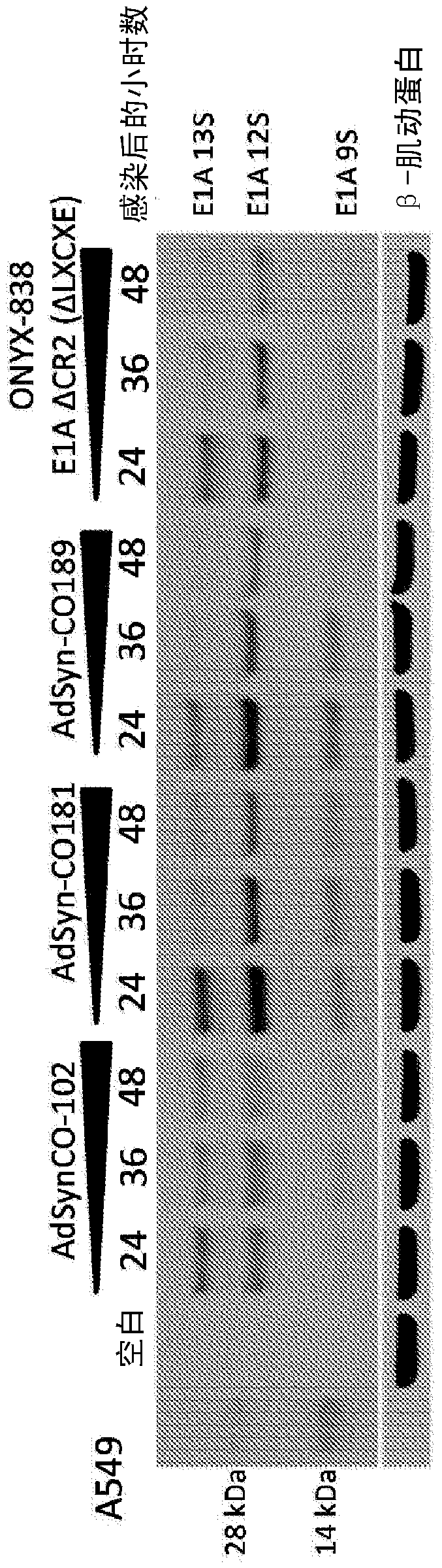 Oncolytic tumor viruses and methods of use