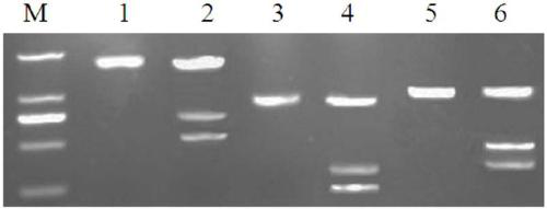Method for preparing general type CAR-T cells by using CRISPR/Cas9+AAV