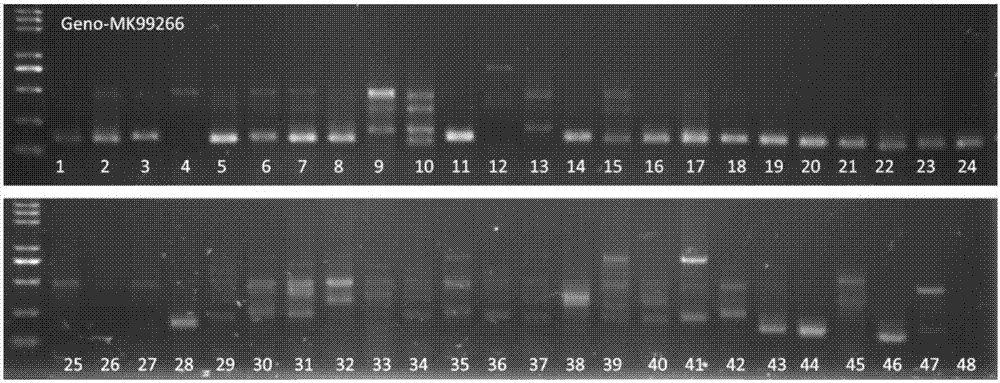 High-throughput plant organ development related SSR molecular marker method