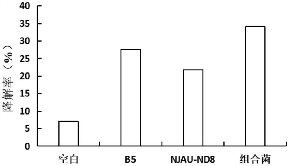 High-temperature-resistant livestock and poultry manure degradation complex microbial inoculant and application thereof