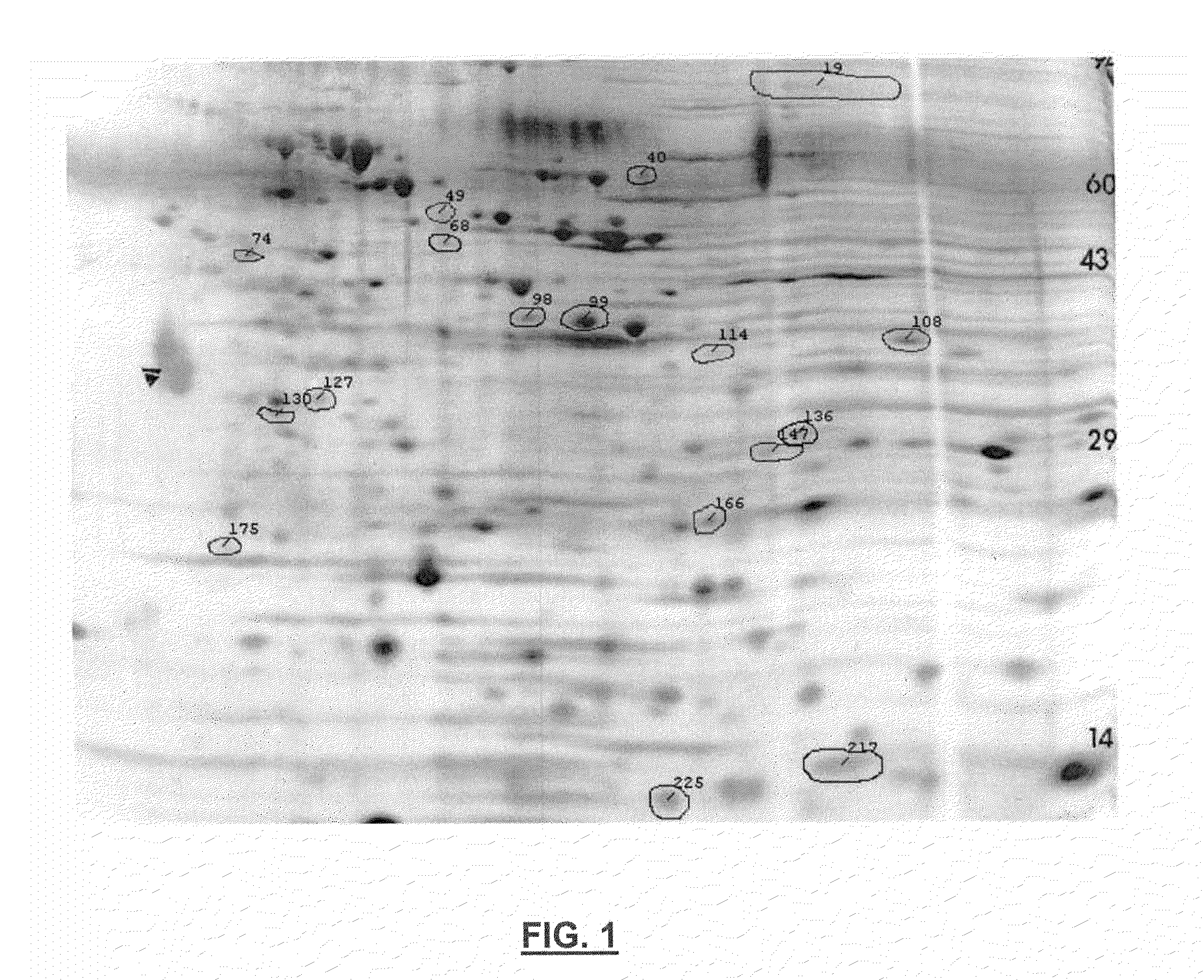 Attenuated Mycoplasma gallisepticum strains