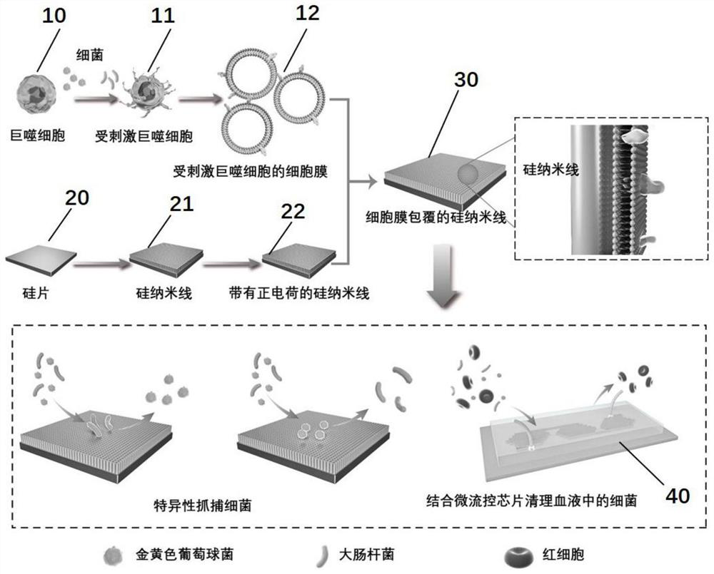 Preparation method and application of cell membrane coated nano topological structure array