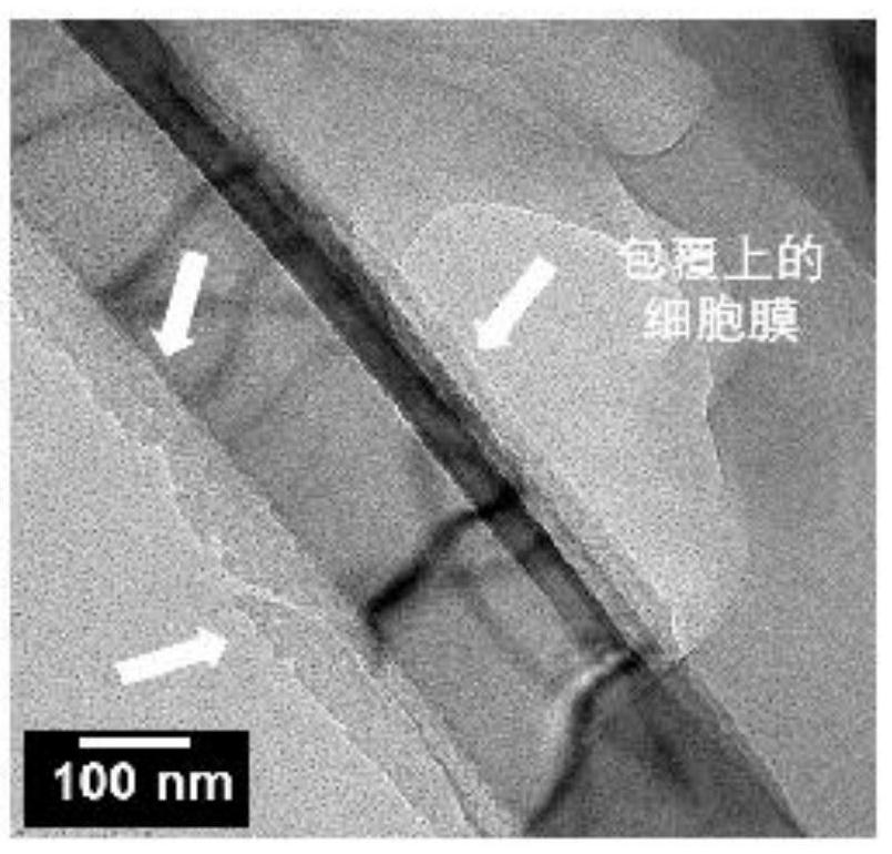 Preparation method and application of cell membrane coated nano topological structure array