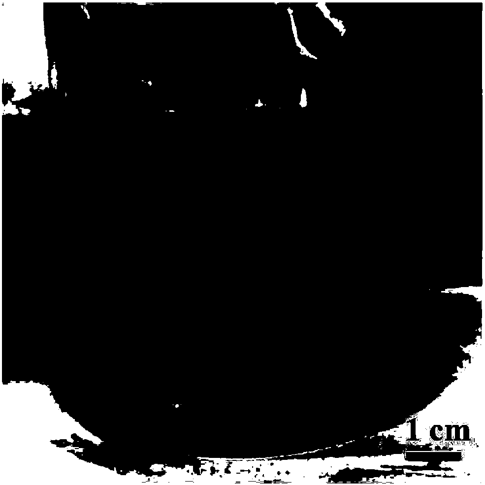 Method for promoting stable and rapid implementation of denitrification process through microorganism co-culture