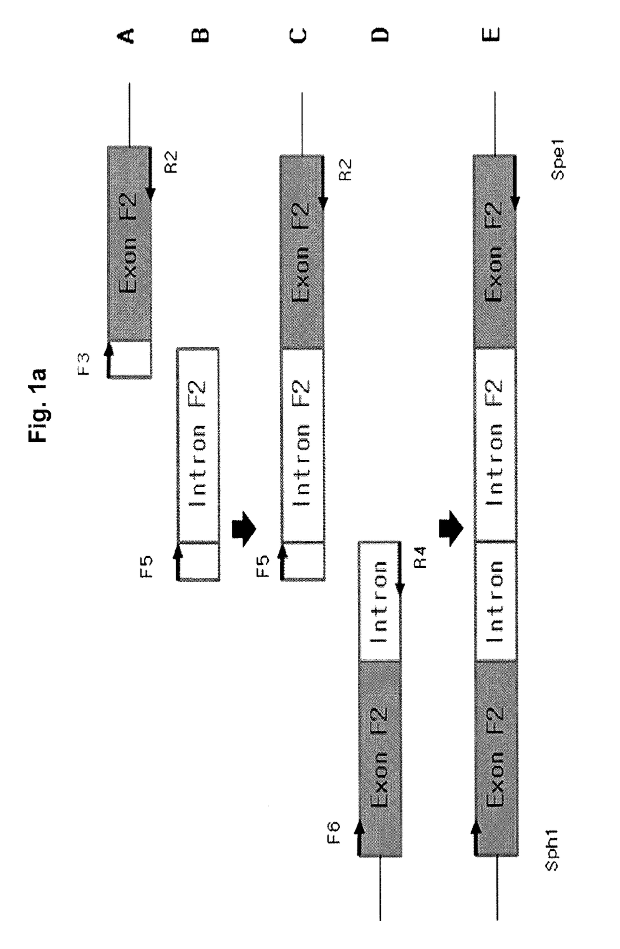 Fusion protein having factor IX activity