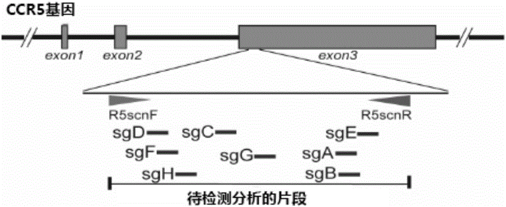sgRNA (singleguide Ribonucleic Acid), lentiviral vector constructed by the same and application thereof