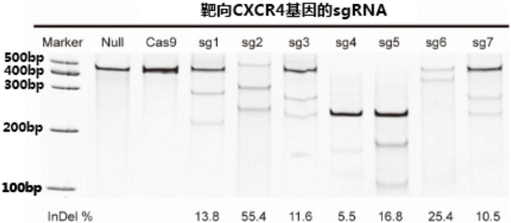 sgRNA (singleguide Ribonucleic Acid), lentiviral vector constructed by the same and application thereof