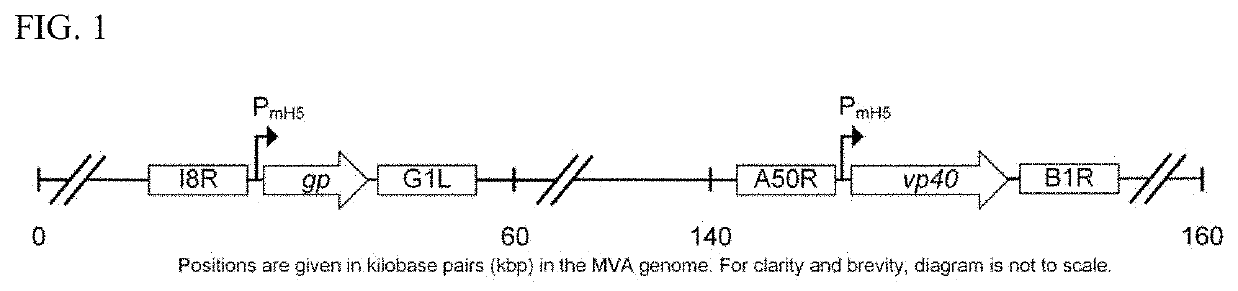 Replication-deficient modified vaccinia ankara (MVA) expressing marburg virus glycoprotein (GP) and matrix protein (VP40)