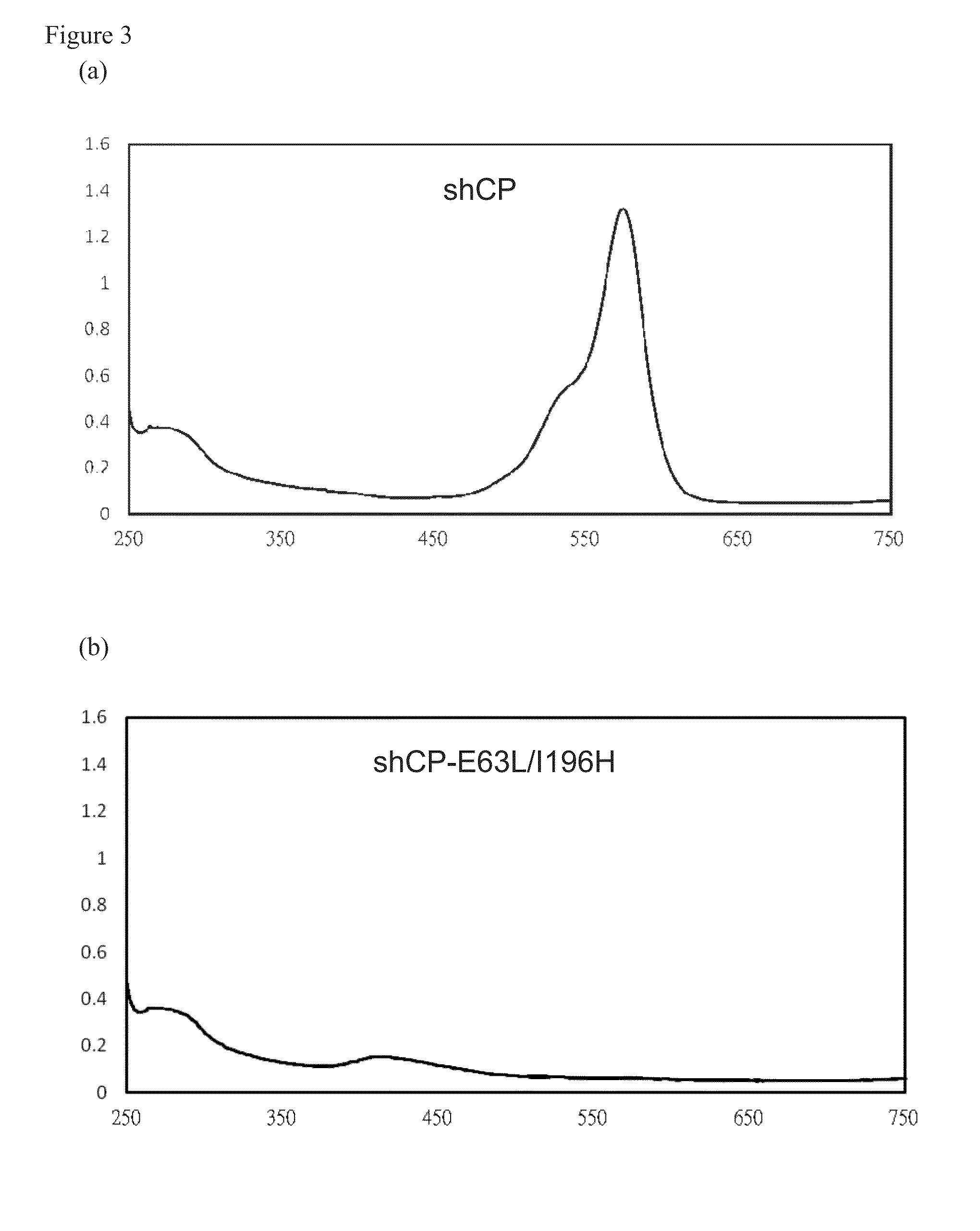 Isolated chromoprotein of stichodactyla haddoni