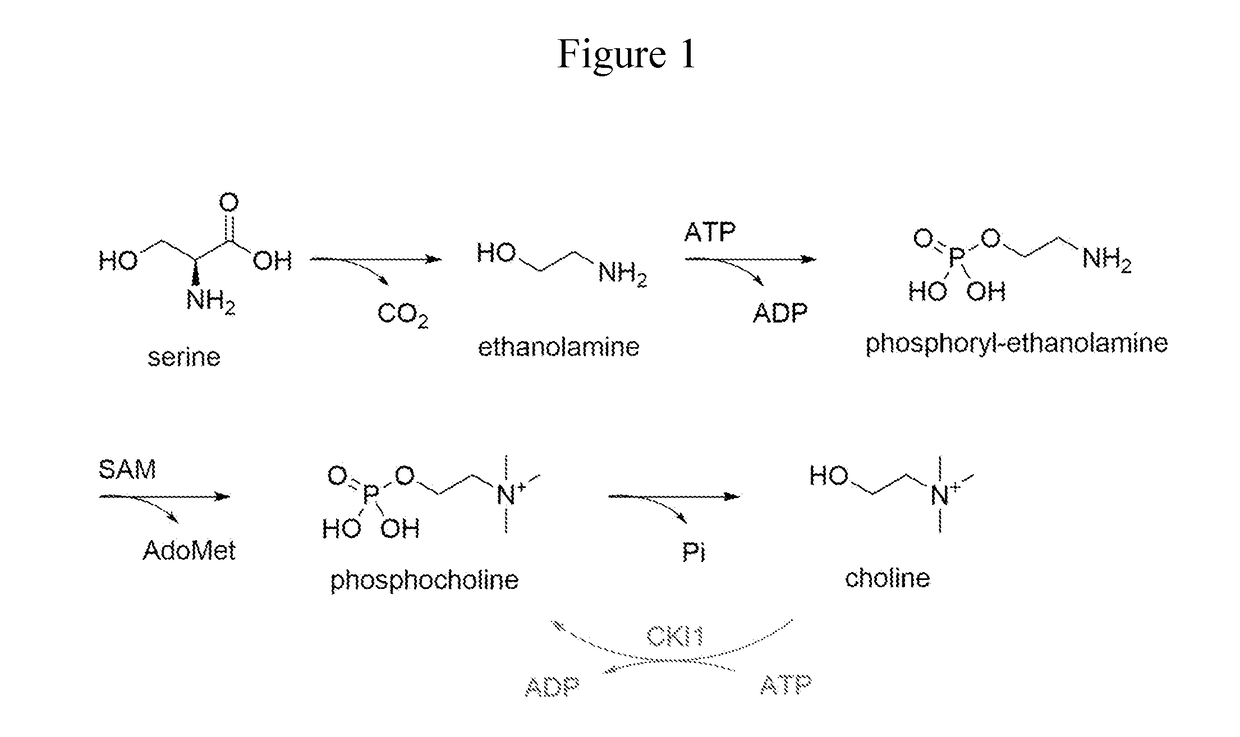 Biosynthetic production of choline, ethanolamine, phosphoethanolamine, and phosphocholine