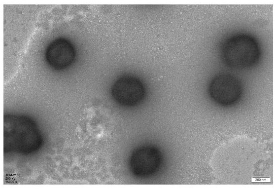 A bovine serum albumin-hydrophobically modified chitosan nanocapsule and preparation method thereof