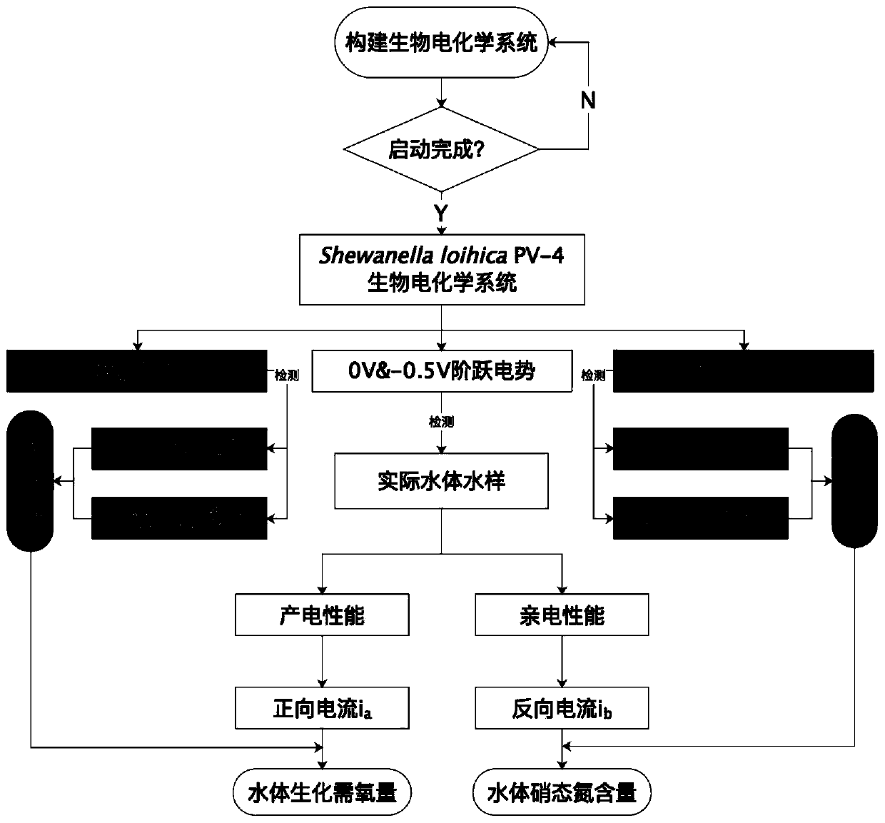 Method for synchronously detecting biochemical oxygen demand and nitrate nitrogen content in water body based on bidirectional electron transfer electrochemical active microorganisms