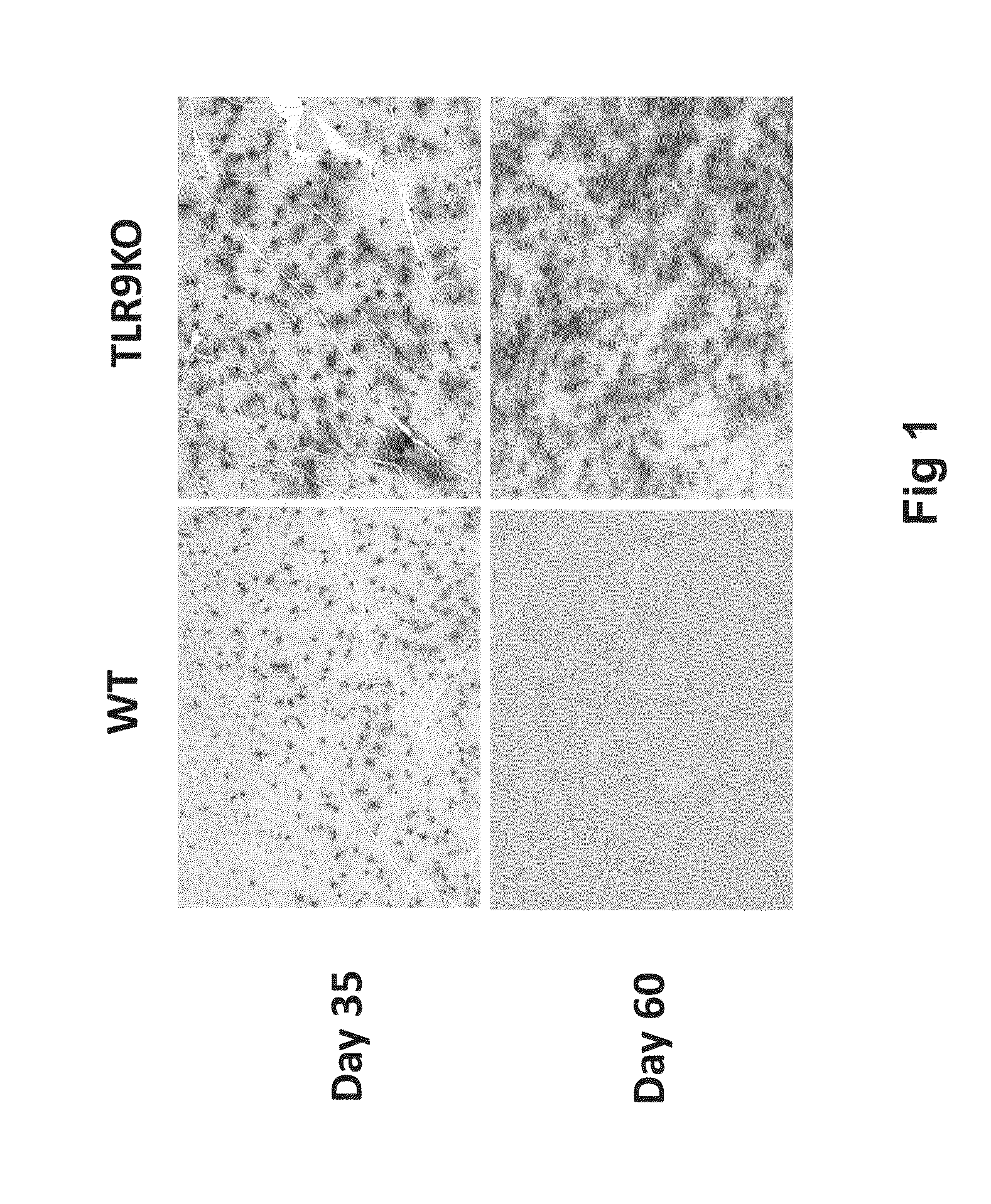 Constructs and methods for delivering molecules via viral vectors with blunted innate immune responses