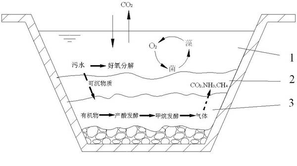 Technique for treating pig raising liquid waste by circular anaerobic reactor, sequencing batch biofilm, constructed wetland and facultative lagoon