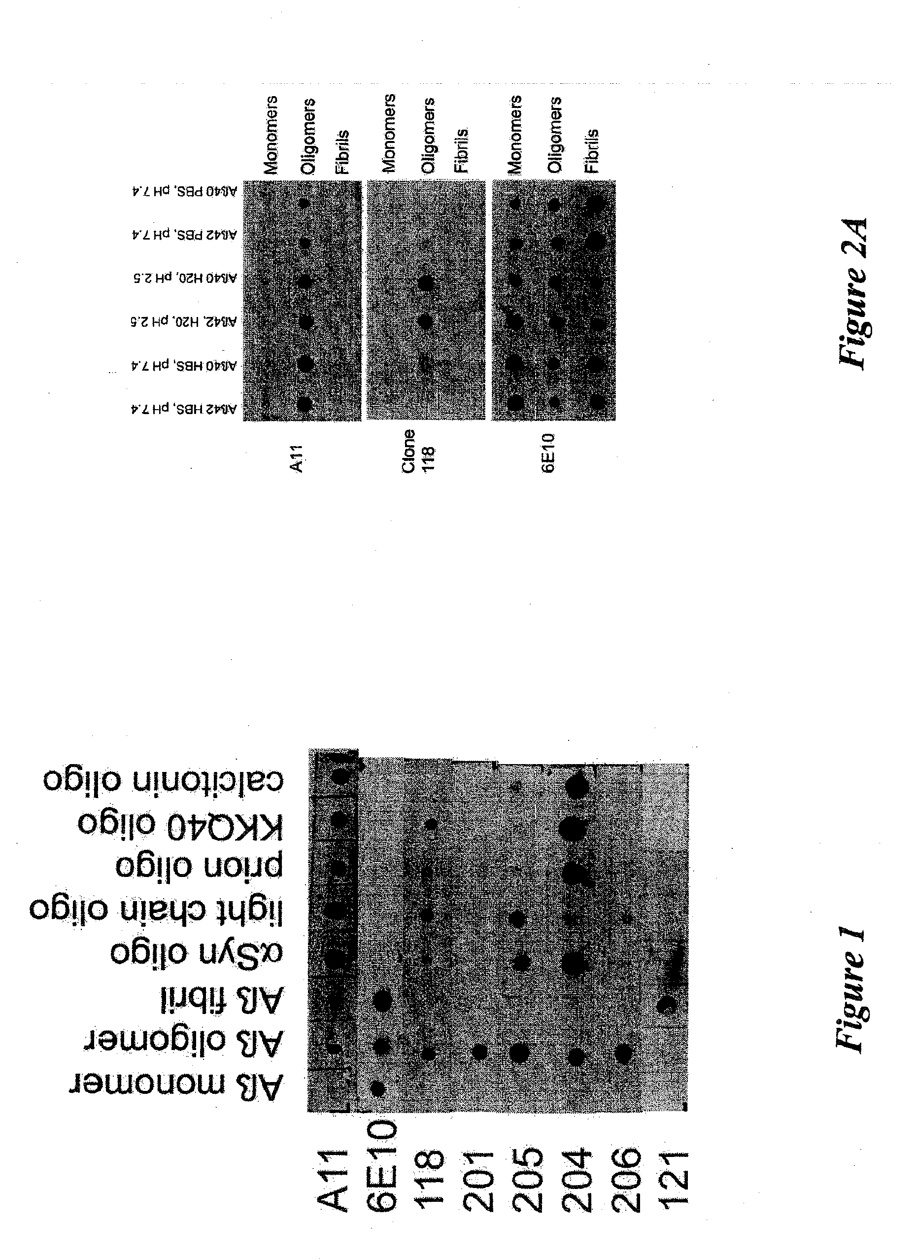 Monoclonal antibodies specific for pathological amyloid aggregates common to amyloids formed from proteins of differing sequence