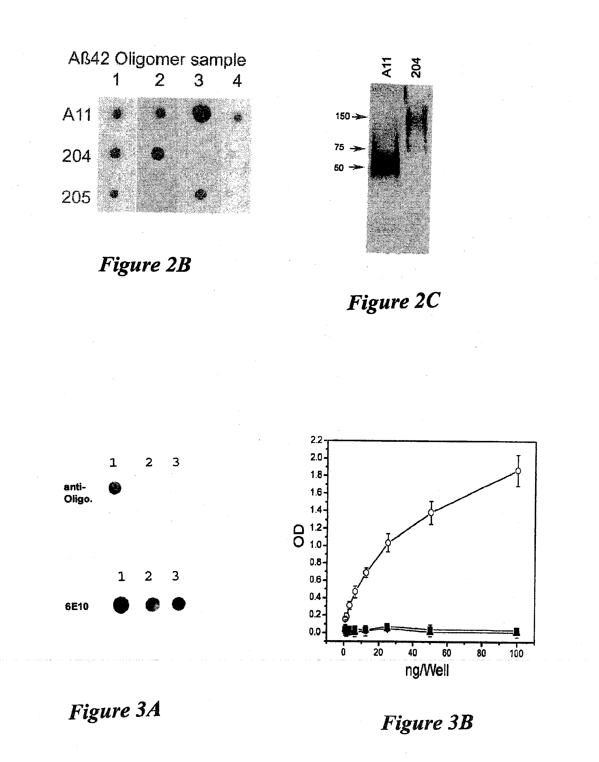 Monoclonal antibodies specific for pathological amyloid aggregates common to amyloids formed from proteins of differing sequence