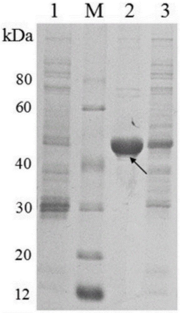 Bifidobacterium longum protein as well as preparation method and application thereof