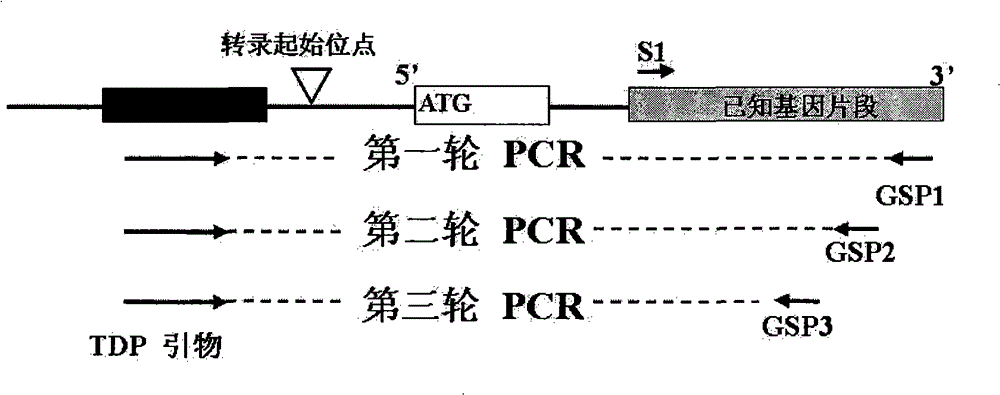 Method for cloning end of target gene 5' and special kit thereof