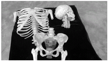 Artificial human skeleton manufacturing method based on radiation detection