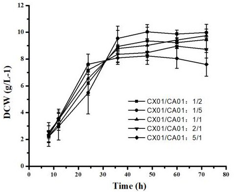 Method for producing L-ornithine by using mixed sugar raw material in double-bacterium co-culture system