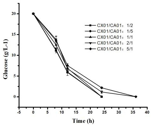 Method for producing L-ornithine by using mixed sugar raw material in double-bacterium co-culture system