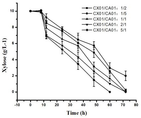 Method for producing L-ornithine by using mixed sugar raw material in double-bacterium co-culture system