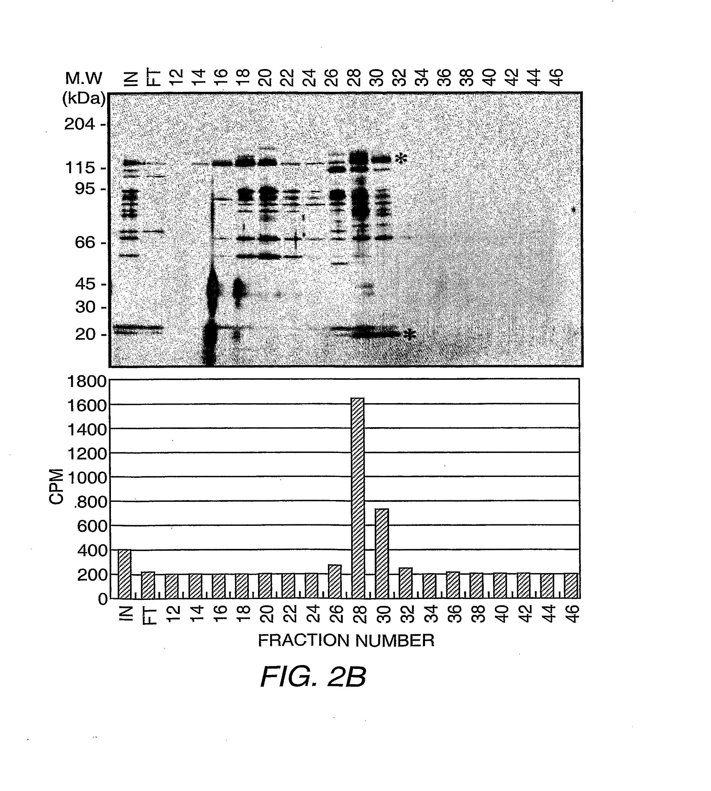 Protein Demethylases Comprising a JMJC Domain