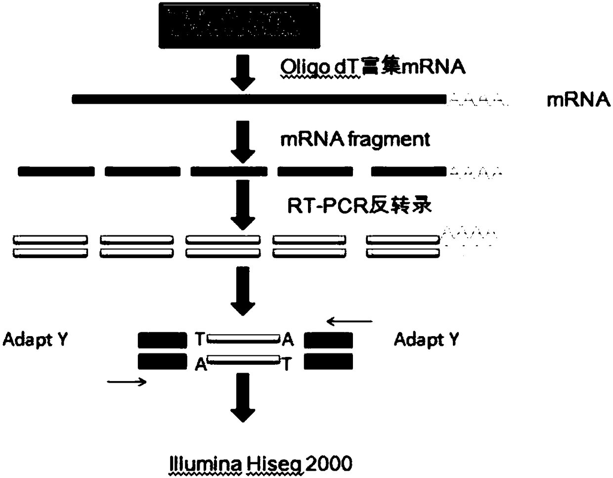 Method for obtaining transcriptome and functional genes of blumea balsamifera