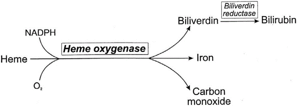 Haem oxygenase drug eluting stent
