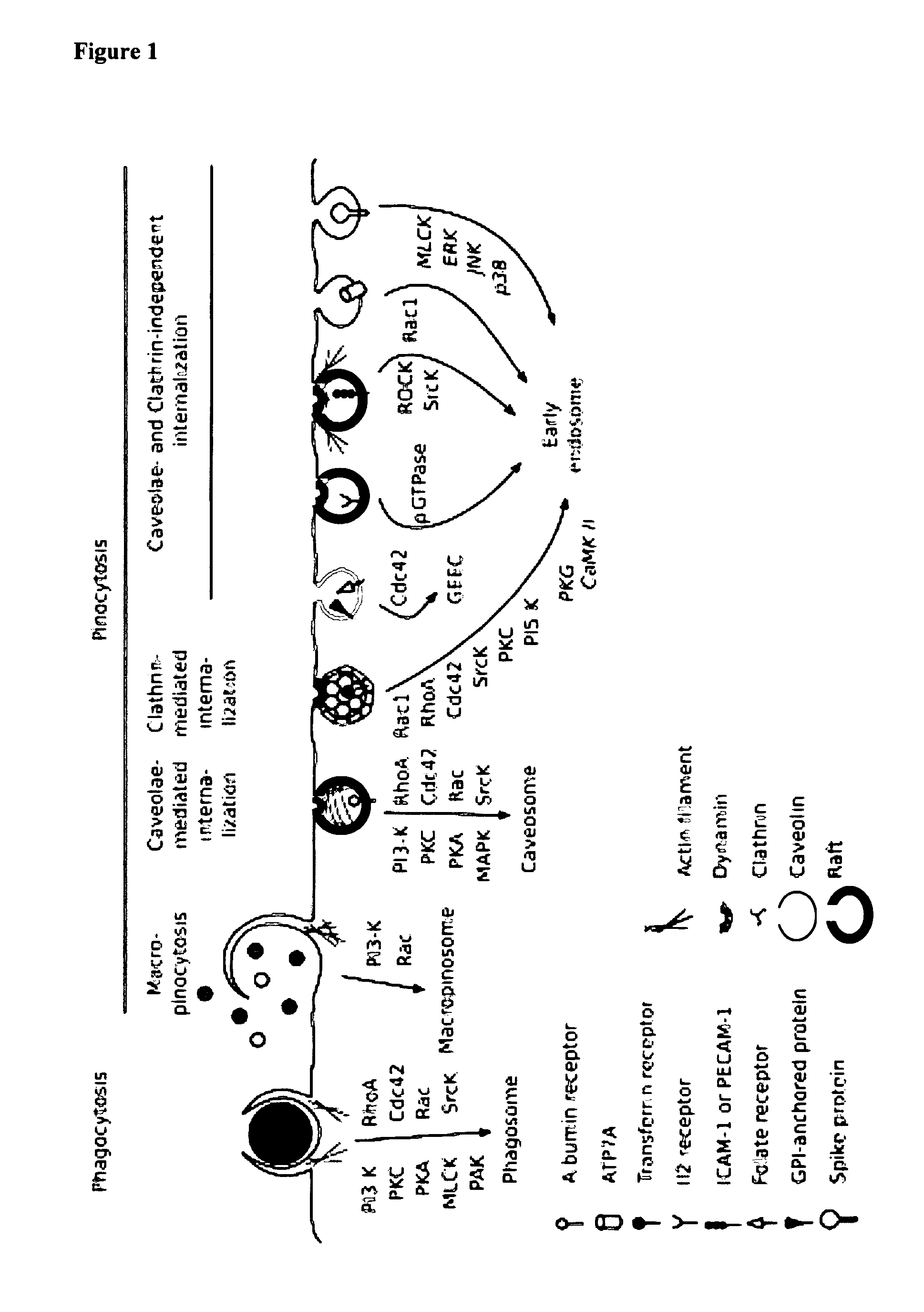 Methods for reducing the internalization of viruses and identification of compounds effective thereof